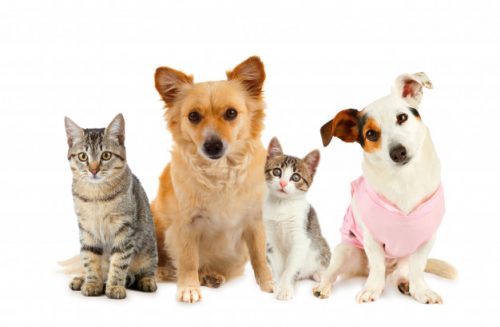 grupo-gatos-perros_87414-3270